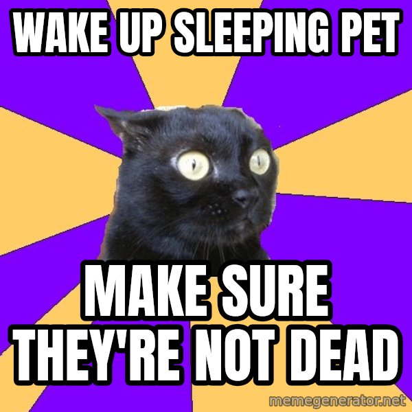 Anxiety Cat meme: wake up sleeping pet / make sure they're not dead