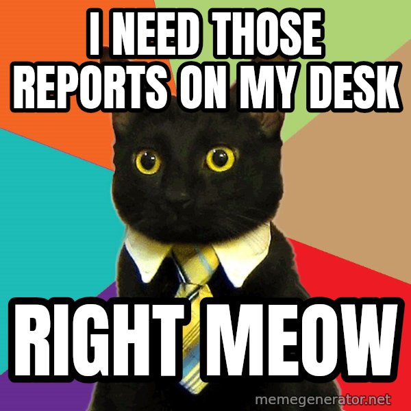 Business Cat meme: I need those reports on my desk / right meow