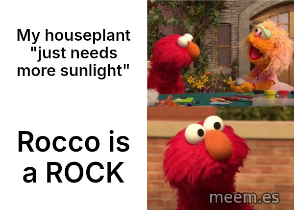 Elmo vs. Rocco meme: My houseplant "just needs more sunlight" / Rocco is a ROCK