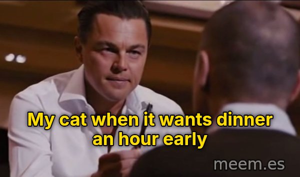Sell Me This Pen meme: My cat when it wants dinner an hour early